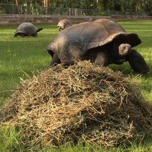 Aldabra Breeders