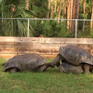 Aldabra Breeders