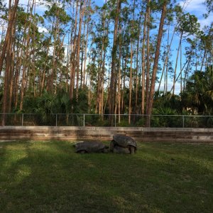 Aldabra Breeders