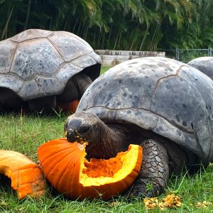 Aldabra Breeders