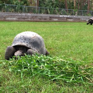 Aldabra Breeders
