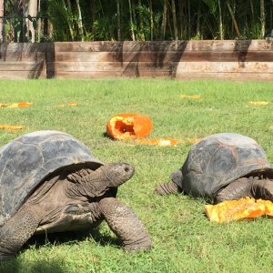 Aldabra Breeders
