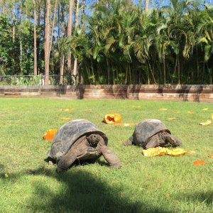Aldabra Breeders