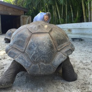Aldabra Breeders