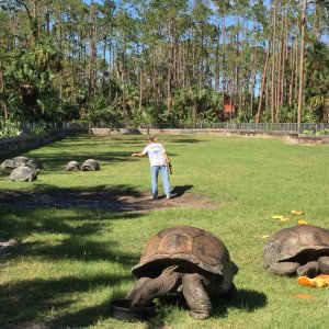 Aldabra Breeders