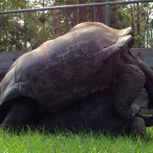 Aldabra Breeders