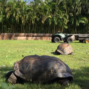Aldabra Breeders