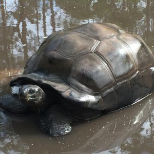 Aldabra Breeders