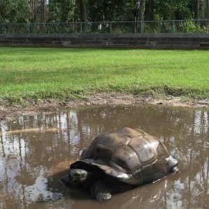 Aldabra Breeders