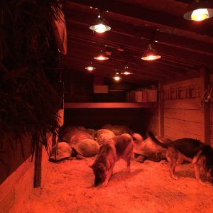 Aldabra Breeders