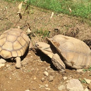 Aldabra Breeders