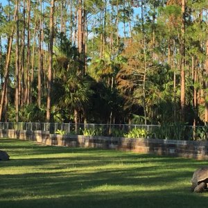 Aldabra Breeders