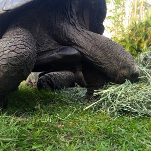 Aldabra Breeders