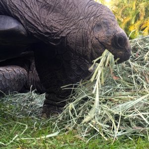 Aldabra Breeders
