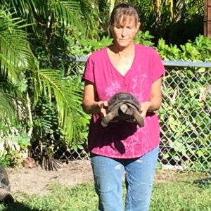 Aldabra Breeders
