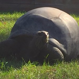 Aldabra Breeders