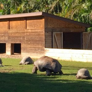 Aldabra Breeders