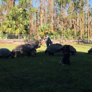 Aldabra Breeders