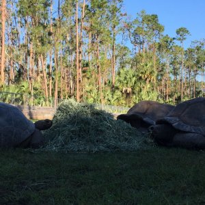 Aldabra Breeders