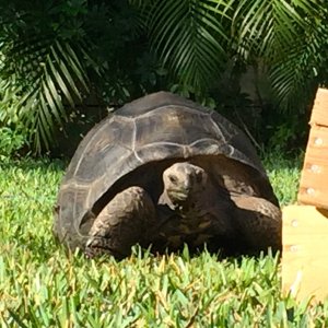Aldabra Breeders