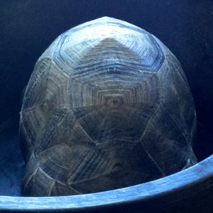 Aldabra Breeders