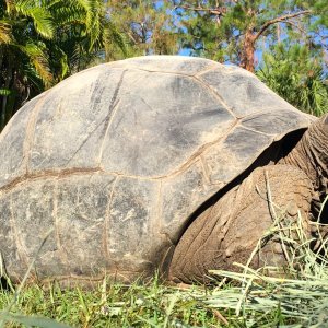 Aldabra Breeders