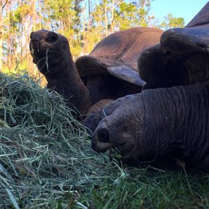 Aldabra Breeders