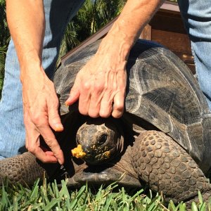 Aldabra Breeders