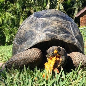 Aldabra Breeders