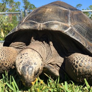 Aldabra Breeders