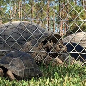 Aldabra Breeders
