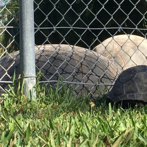 Aldabra Breeders