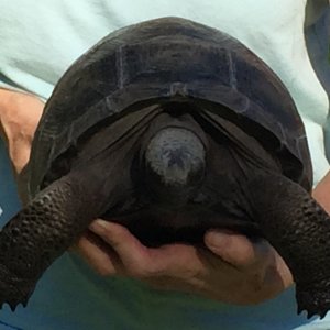 Aldabra Breeders