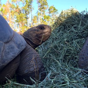 Aldabra Breeders