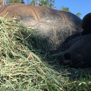 Aldabra Breeders