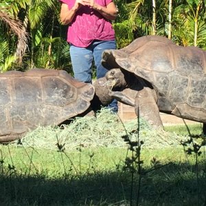 Aldabra Breeders