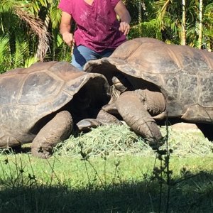 Aldabra Breeders