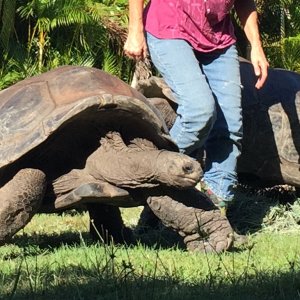 Aldabra Breeders