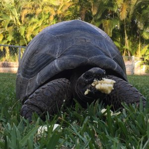 Aldabra Breeders