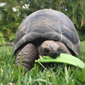 Aldabra Breeders