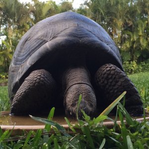 Aldabra Breeders