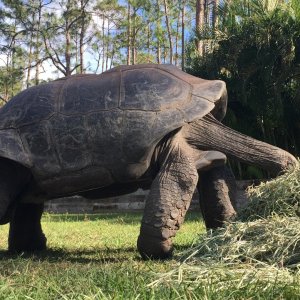 Aldabra Breeders
