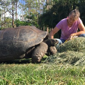 Aldabra Breeders