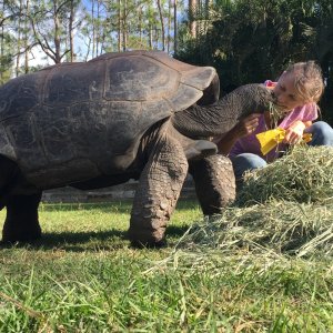 Aldabra Breeders