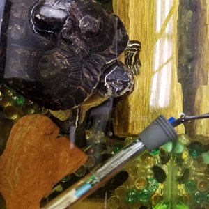 Help ID This Turtle