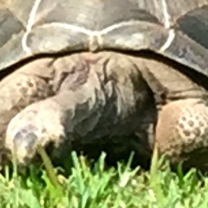 Aldabra Breeders