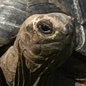 Aldabra Breeders
