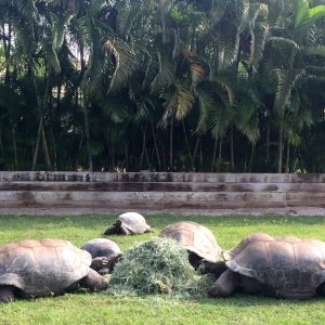 Aldabra Breeders