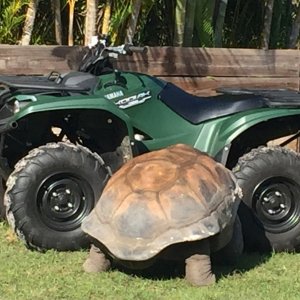 Aldabra Breeders
