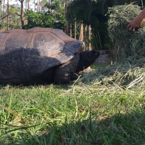 Aldabra Breeders